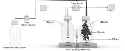 Removal of Arsenate From Groundwater by Cathode of Bioelectrochemical System Through Microbial Electrosorption, Reduction, and Sulfuration